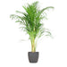 Areca Palmetre Og Potten