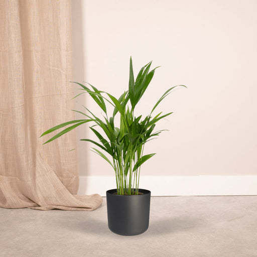 Areca Palme