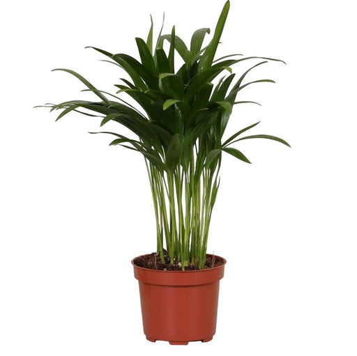 Areca Palme