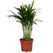 Areca Palme