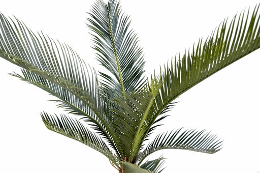 Kunstig Cycas Palmetre 60 Cm For Innendørs Og Utendørs