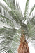 Kunstig Phoenix Palm Tree 340 Cm For Utendørs