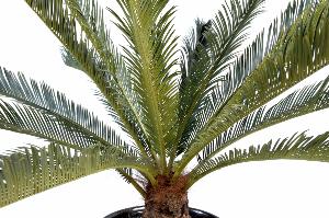 Kunstig Cycas Palm 100 Cm For Innendørs