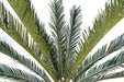 Kunstig Cycas Palm 200 Cm Innendørs Plante