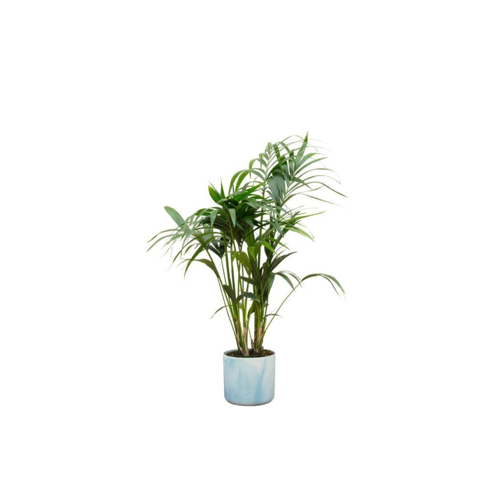 Kentia Palmetre 130 Cm Og Potten