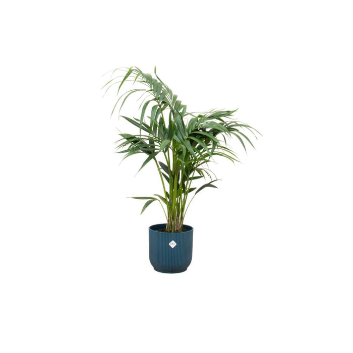 Kentia Palmetre 130 Cm Og Potten