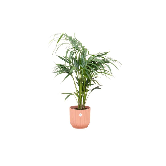 Kentia Palmetre 130 Cm Og Potten