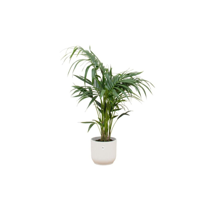 Kentia Palmetre 130 Cm Og Potten