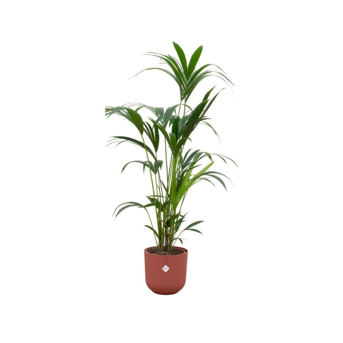 Kentia Palmetre 160 Cm Og Potten