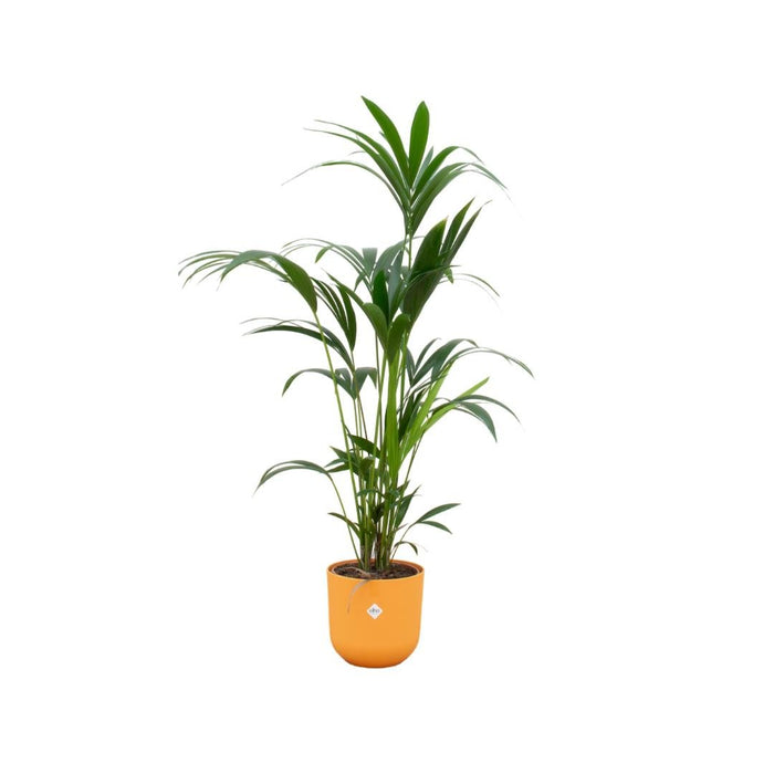 Kentia Palmetre 160 Cm Og Potten