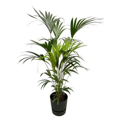 Kentia Palmetre 160 Cm Og Potten