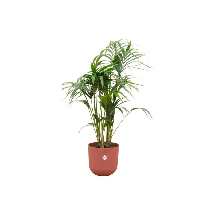 Kentia Palmetre 160 Cm Og Potten