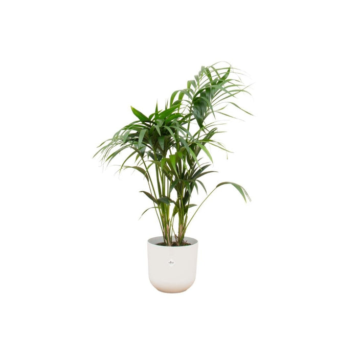 Kentia Palmetre 160 Cm Og Potten