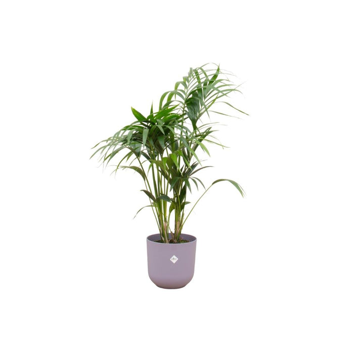 Kentia Palmetre 160 Cm Og Potten