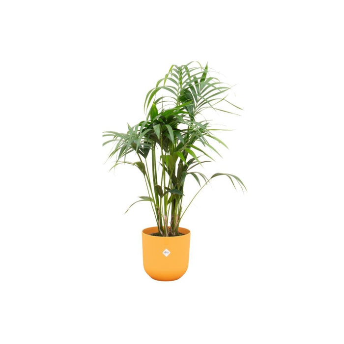 Kentia Palmetre 160 Cm Og Potten