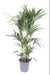 Kentia Palmetre - H120Cm, Ø24Cm - Stor Innendørs Plante