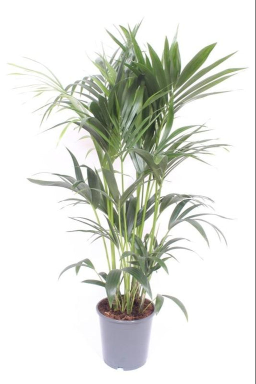 Kentia Palmetre - H120Cm, Ø24Cm - Stor Innendørs Plante