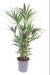 Kentia Palmetre - H120Cm, Ø27Cm - Stor Innendørs Plante