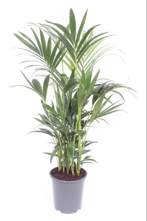 Kentia Palmetre - H120Cm, Ø27Cm - Stor Innendørs Plante