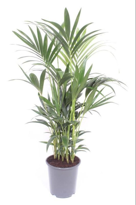 Kentia Palmetre - H120Cm, Ø27Cm - Stor Innendørs Plante