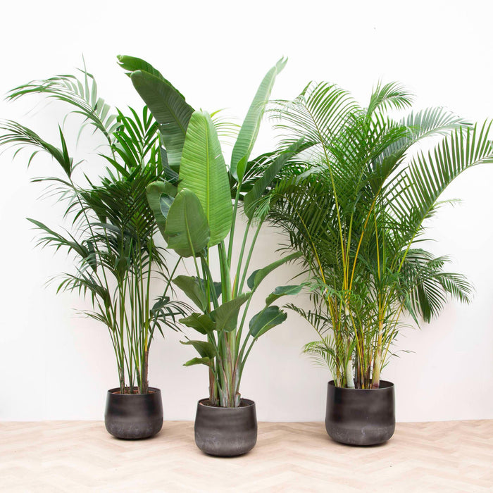 Kentia Palm, Strelitzia Augusta, Areca Palm - Sett Med 3 Planter - Gaveeske