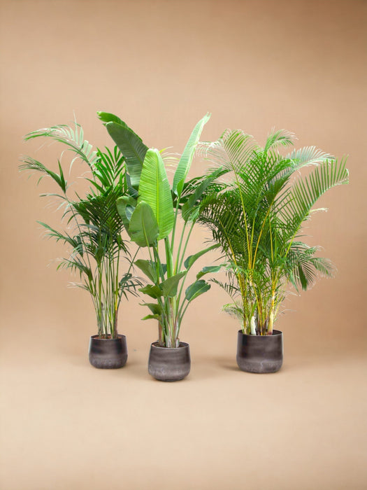 Kentia Palm, Strelitzia Augusta, Areca Palm - Sett Med 3 Planter - Gaveeske