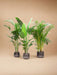 Kentia Palm, Strelitzia Augusta, Areca Palm - Sett Med 3 Planter - Gaveeske