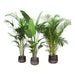 Kentia Palm, Strelitzia Augusta, Areca Palm - Sett Med 3 Planter - Gaveeske