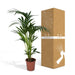 Kentia Palm Tree Xl H120Cm