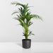 Kentia Palm Tree Xl H120Cm