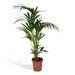 Kentia Palm Tree Xl H120Cm