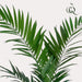 Kentia Palm Artificial Plant - H150Cm, Ø12Cm