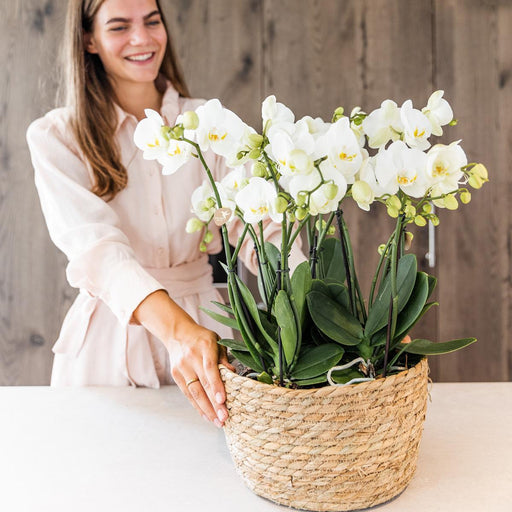 Flettkurv Med 3 Blomstrende Orkideer - Stueplante