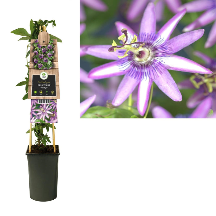 Pasjonsblomst Ametyst D17Cm H75Cm