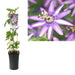 Pasjonsblomst Ametyst D17Cm H75Cm