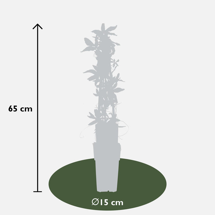 Blå Pasjonsblomst