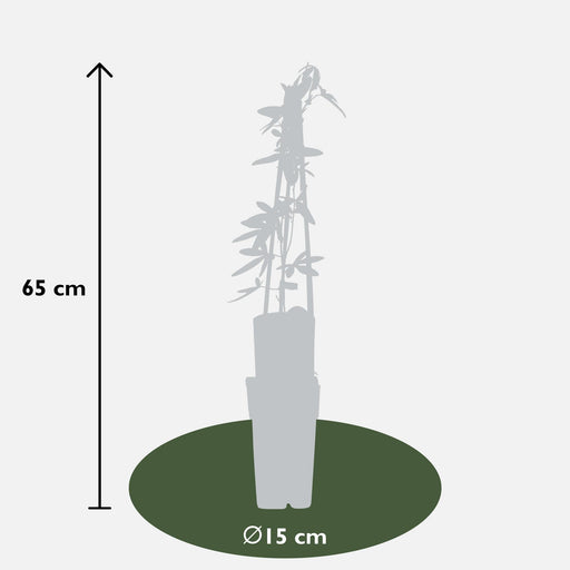 Pasjonsblomst Caernule - Sett Med 4