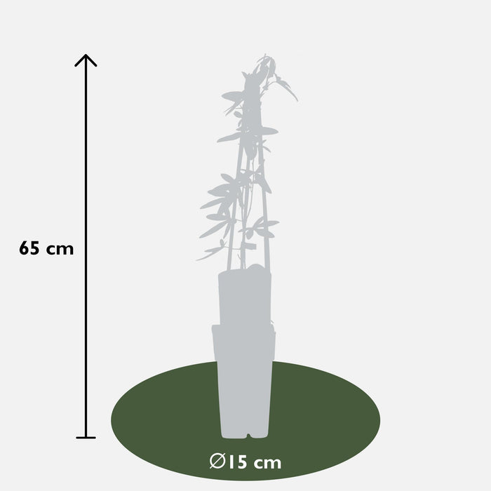 Pasjonsblomst 'Mix' Sett På 3 - ↨65Cm - Ø15 - Klatreblomstplante