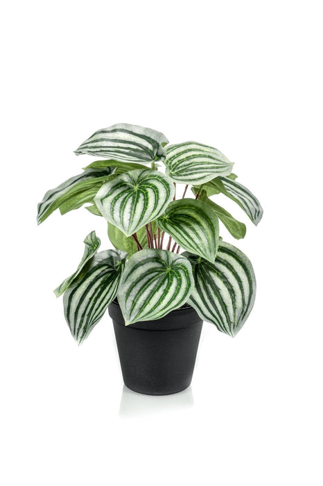 Peperomia Argyreia Kunstig Plante - H25Cm, Ø11Cm