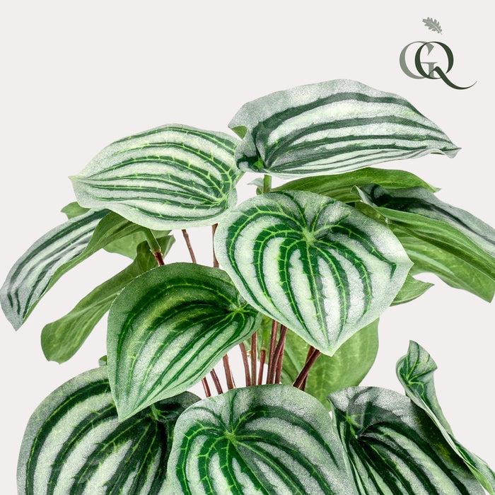 Peperomia Argyreia Kunstig Plante - H25Cm, Ø11Cm