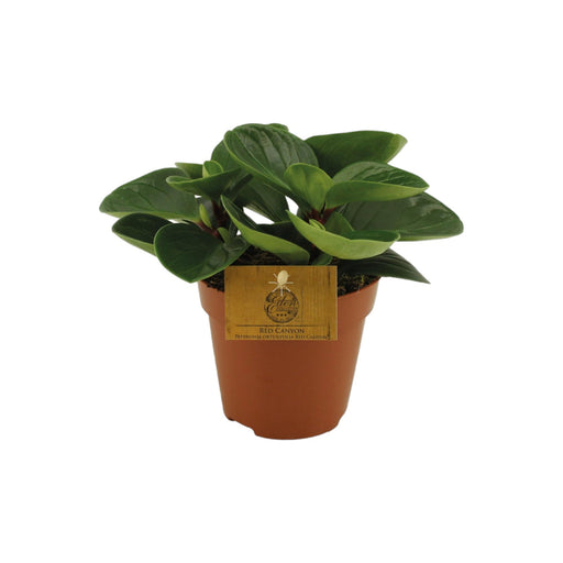 Peperomia Red Canyon