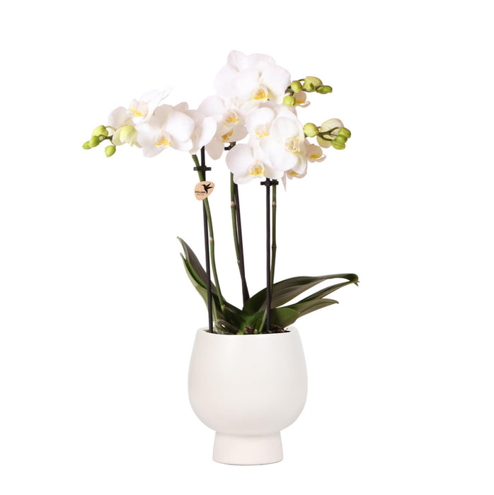 Phalaenopsis Amabilis Multiflora I Pot Scandic White