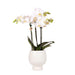 Phalaenopsis Amabilis Multiflora I Pot Scandic White