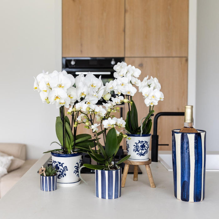 Hvit Phalaenopsis Amabilis I Pottemalt Stripe Blå