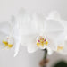 Hvit Phalaenopsis Amabilis I Pottemalt Stripe Blå