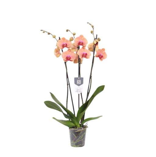 Phalaenopsis Karibisk Drøm