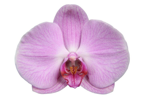 Phalaenopsis Elion