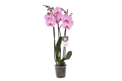 Phalaenopsis Elion