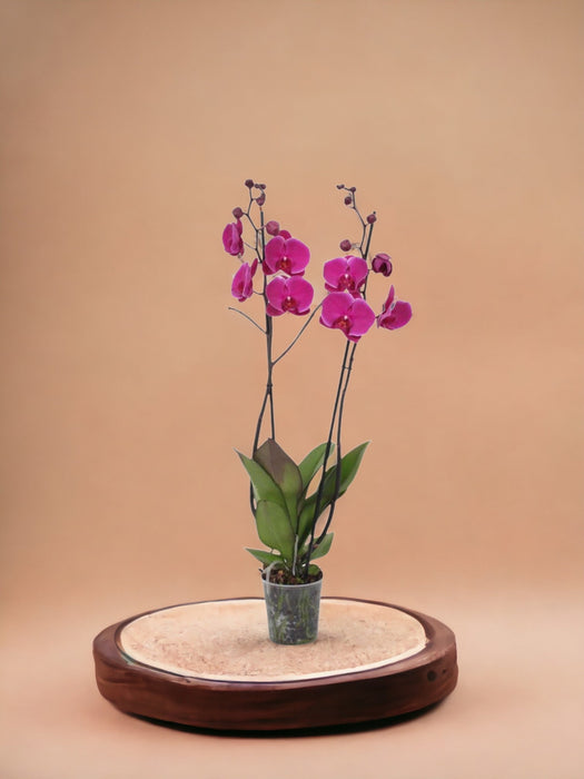 Phalaenopsis Joyride Orchid