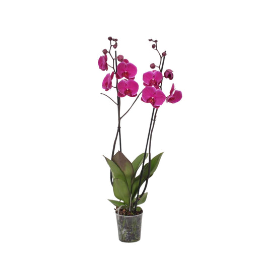 Phalaenopsis Joyride Orchid